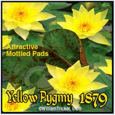 'Yellow Pygmy' Hardy Water Lilies