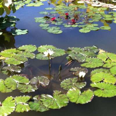 2 water lily collection