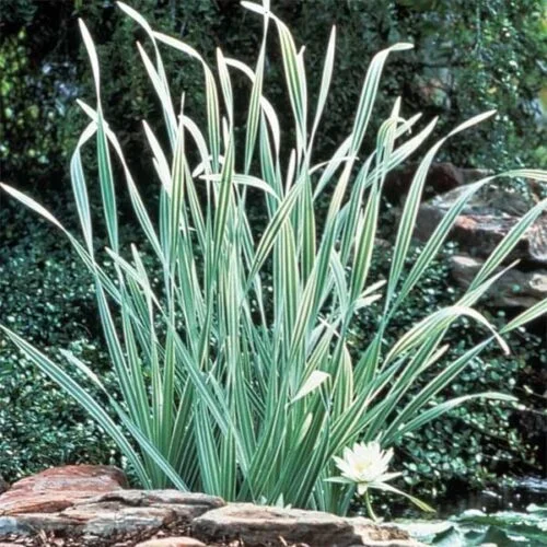 Variegated cat tail