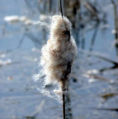 Cattail in the fall showing fluffy seeds.
