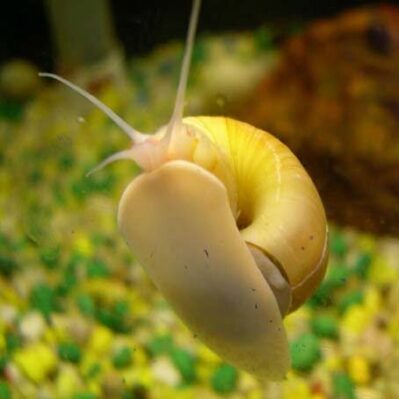 Golden Mystery Snail (light body + yellow shell + no stripes)