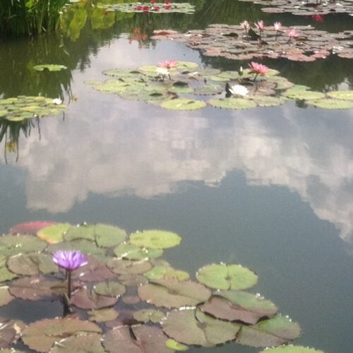 Surprise Collection 3 Hardy Water Lilies