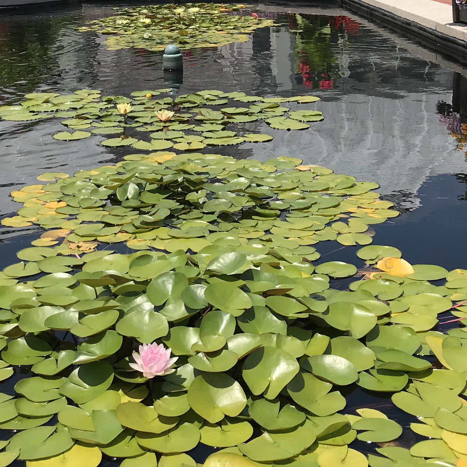 Thrift Duet Hardy Water Lilies Water Gardening & Outdoor Decor