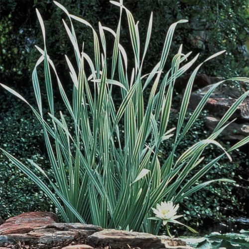 Variegated (striped) cattail (before bloom) with white water lily.