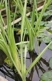 Variegated Cattail