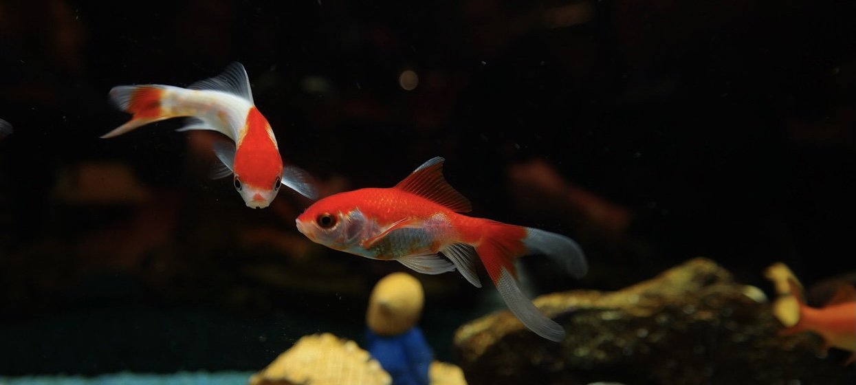 Two goldfish in aquarium