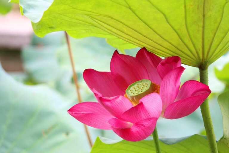 How to Grow a Water Lily or Lotus