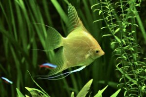 Angel fish among oxygenating aquatic plants 