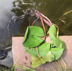 Water lily with roots in pond water.