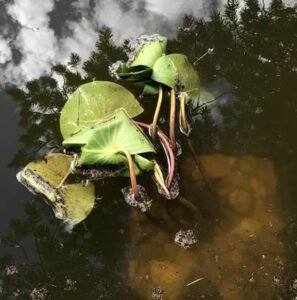 Water Lily just placed in pond.