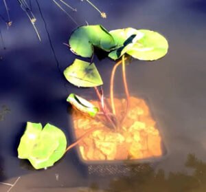 Water lily pads adjusted themselves.
