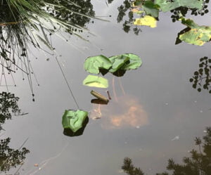 Water lilies growing happily in your pond.