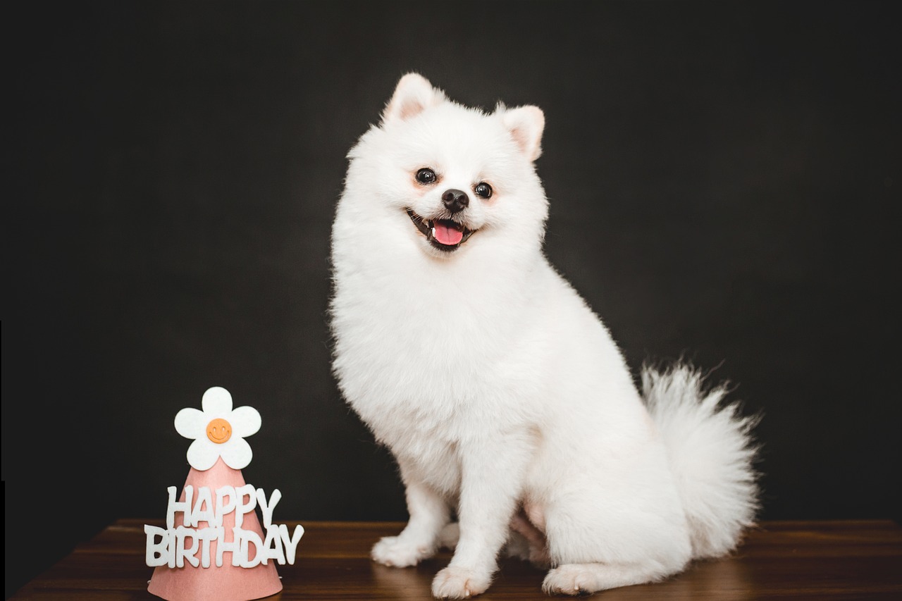 White Dog Birthday Gift Card