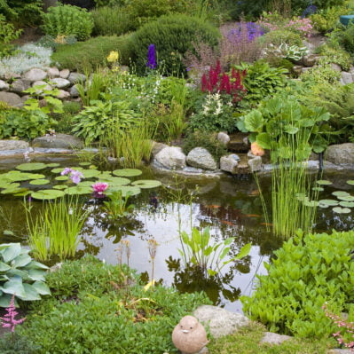 Garden pond from old Danish country garden at summertime.