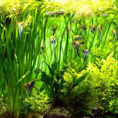 Oxygenating plants underwater with angel fish.