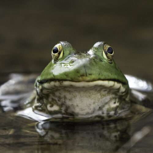 Bull frog -close up of head out of water.