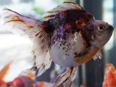 Calico Fantail Fish