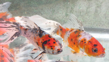 Calico Shubunkins Aquarium Fish