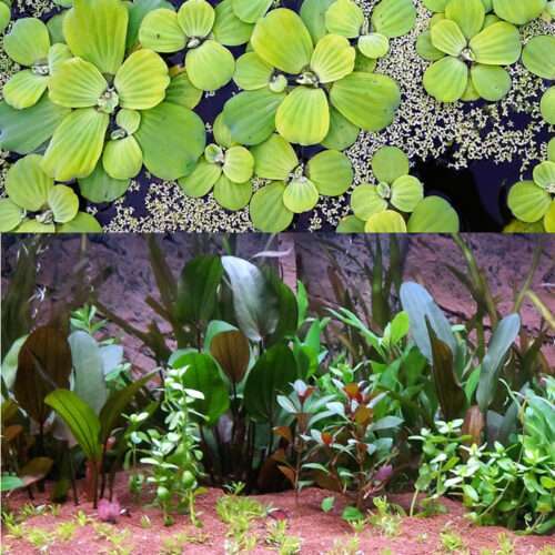 Floating & Oxygenating Plant Collections