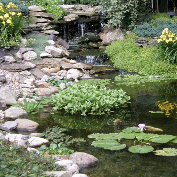 Tricker's® Aquatic Plants & Outdoor Decor - Water Gardening & Outdoor Decor