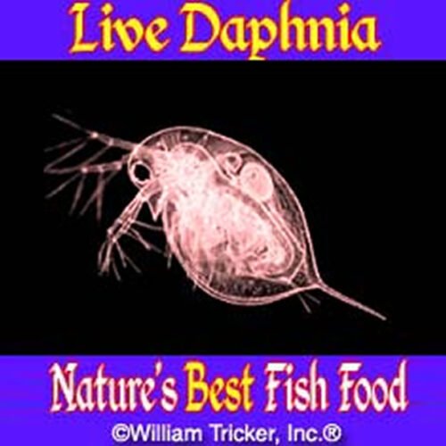 Live Daphnia Fish Food