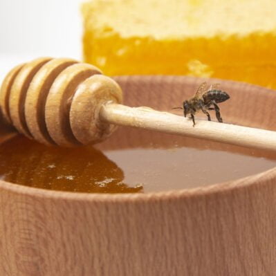 Honey bee on the background of fresh honeycomb. insects and organic vitamin food