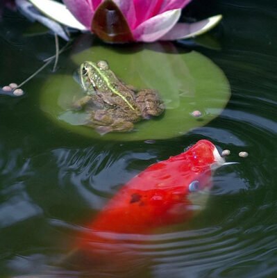 Japanese Koi Fish