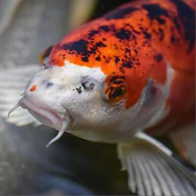 Koi