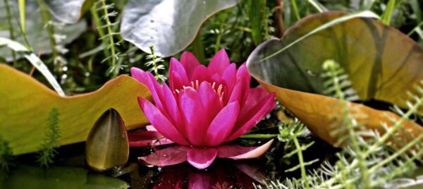 Red Water Lily and Other Aquatic Plants