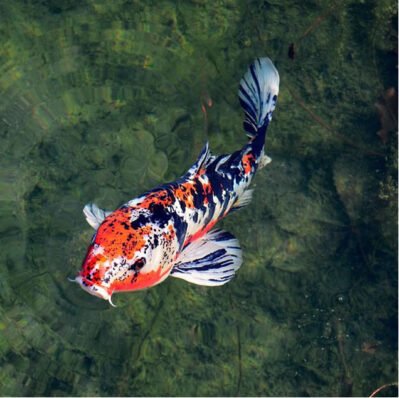 Select Premium Koi