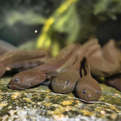 Frog Tadpoles