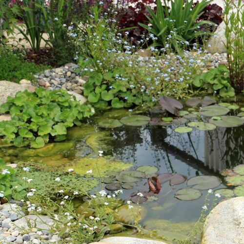 Water Lilies in a Pond with Marginal Plants