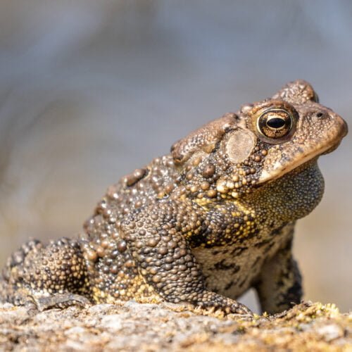 American Toad by Pond