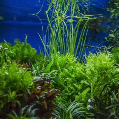 Aquarium Plants