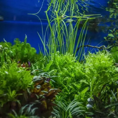 Aquarium Store - Water Gardening & Outdoor Decor