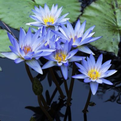 Blue water lily flowers in pond.