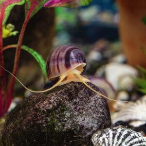 Melantho Snails - Water Gardening & Outdoor Decor