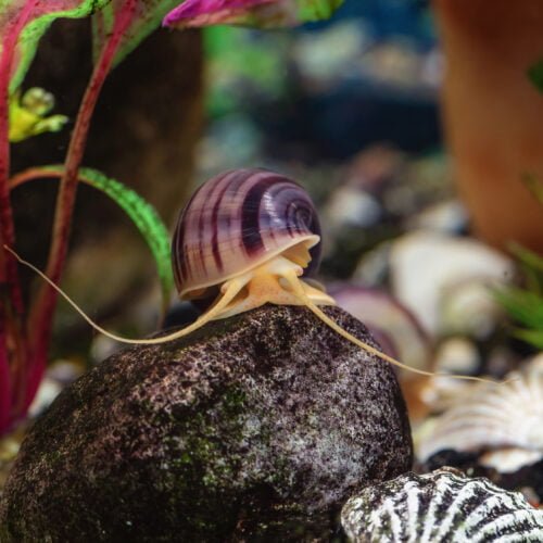 Ampullaria snail on a stone in an aquarium.