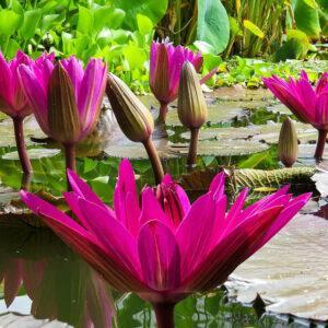 Tropical Night-Blooming Water Lilies