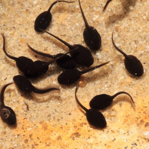 Freshwater tadpoles