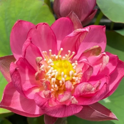 'Lady Bug' Lotus close-up of flower