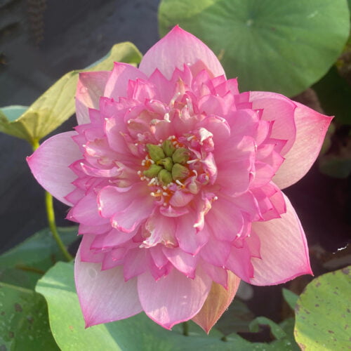 'Spring Cherry' Live Lotus Plant - Image 2