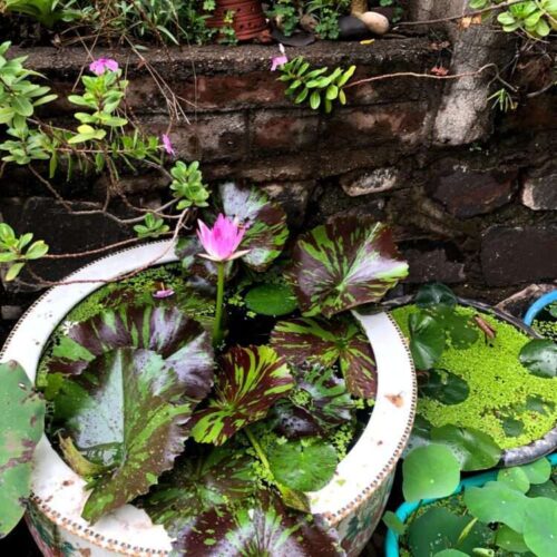 'Pink Perfection' Water Lily in small container with some floating aquatic plants.