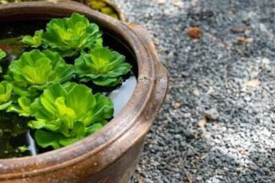 Ruffled Water Lettuce plants grown in a pot.