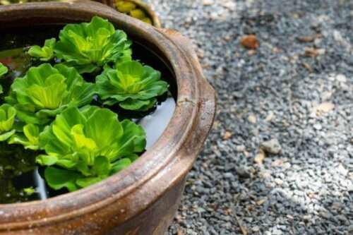 Ruffled Water Lettuce plants grown in a pot.