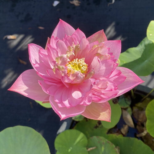 'Spring Cherry' Live Lotus Plant