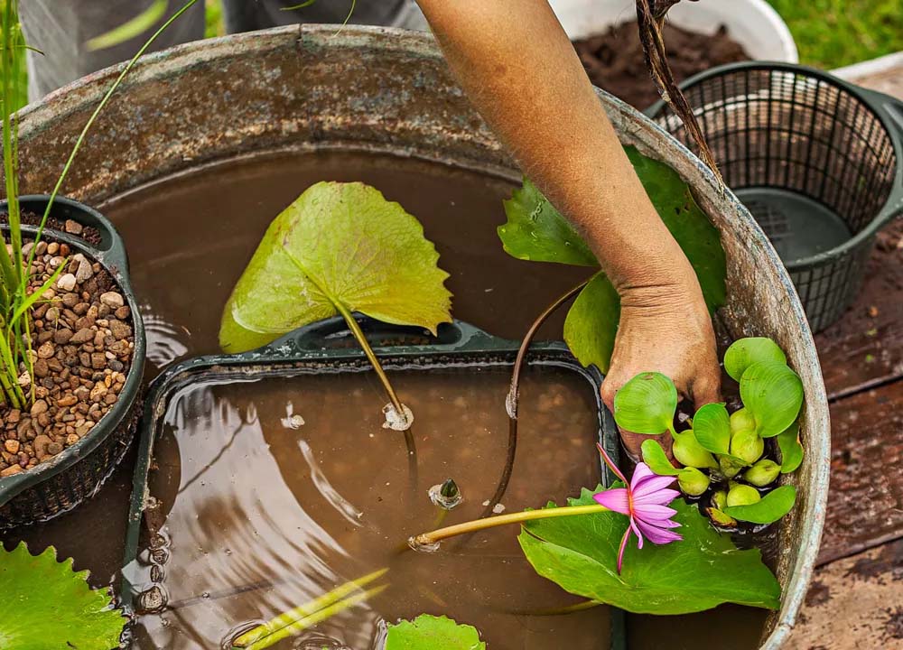 Submerge the aquatic plant to the recommended depth.