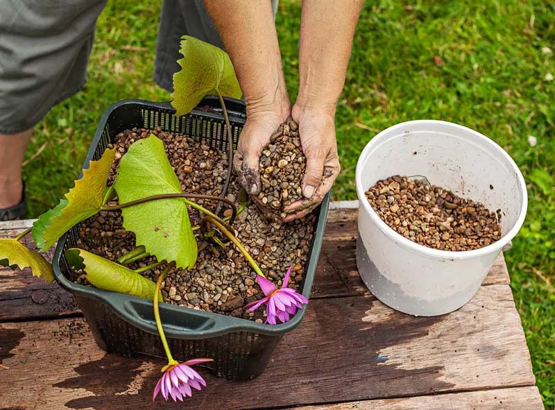 Tub Garden: Planting a water lily. Add gravel.