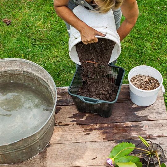 Add soil to crate for planting a water lily.