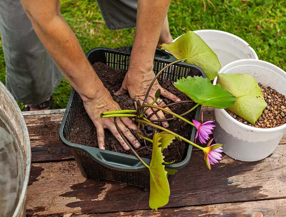 Planting a water lily.